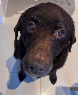 Chocolate Lab