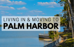 Florida palm harbour