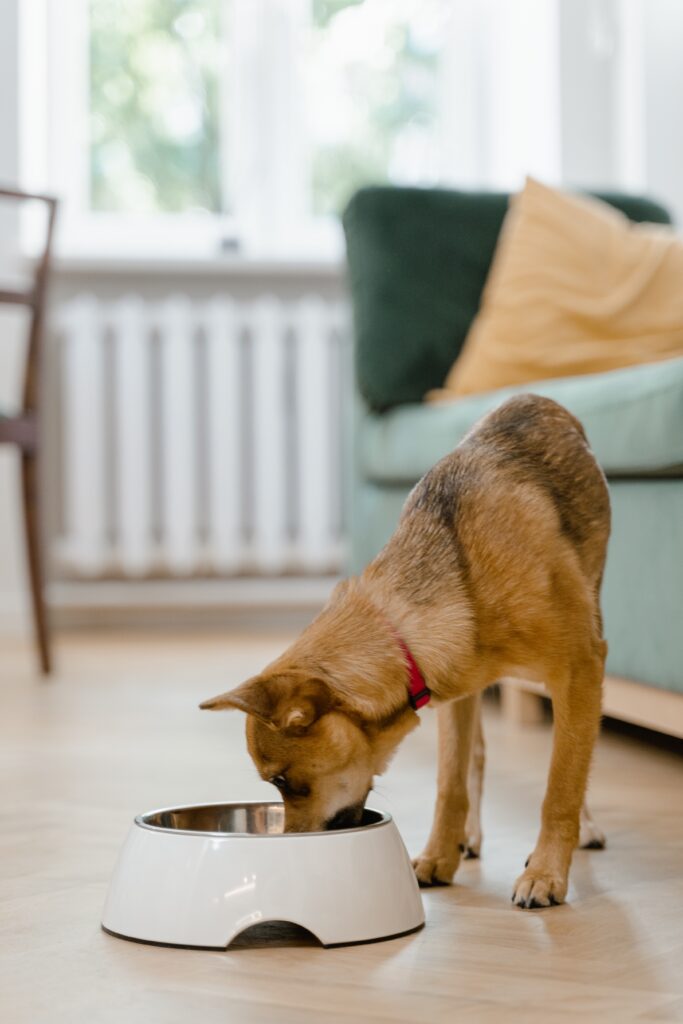 Dog eating healthily