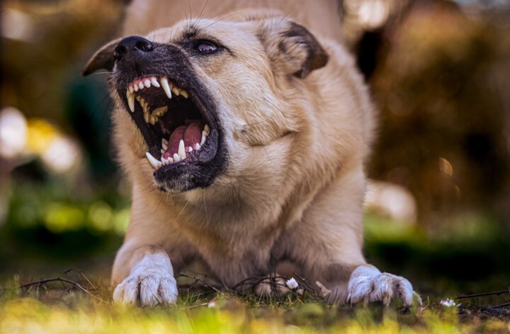 How To Home Train an Aggressive Dog