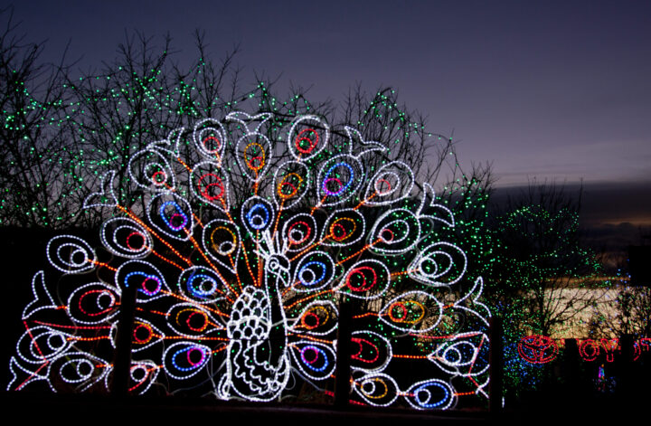 Denver Zoo Lights