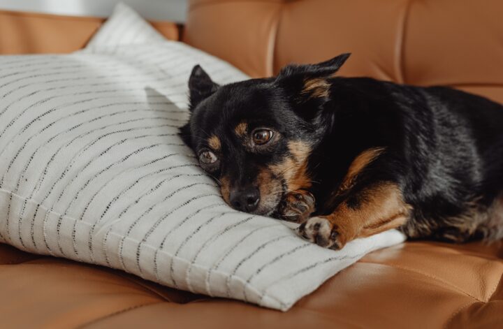Pet-Proofing
