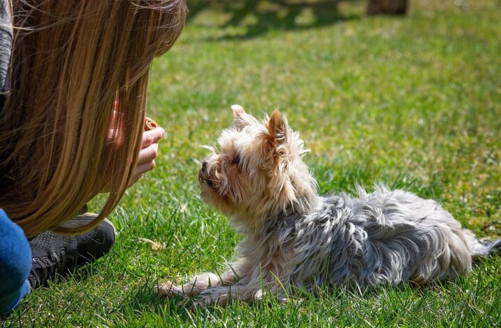Doggy