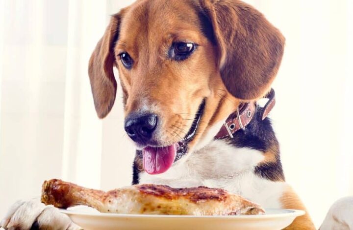 dog eating chicken
