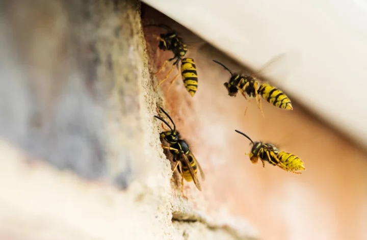 pest control